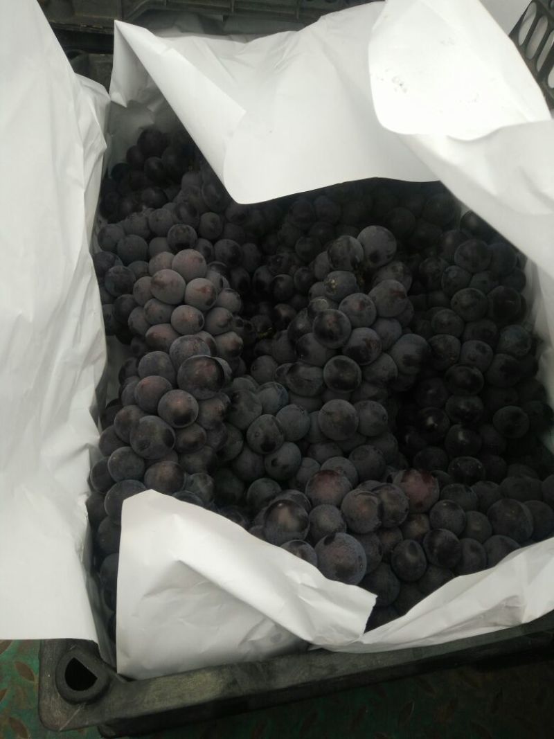 河北保定清苑鼎好京亚葡萄