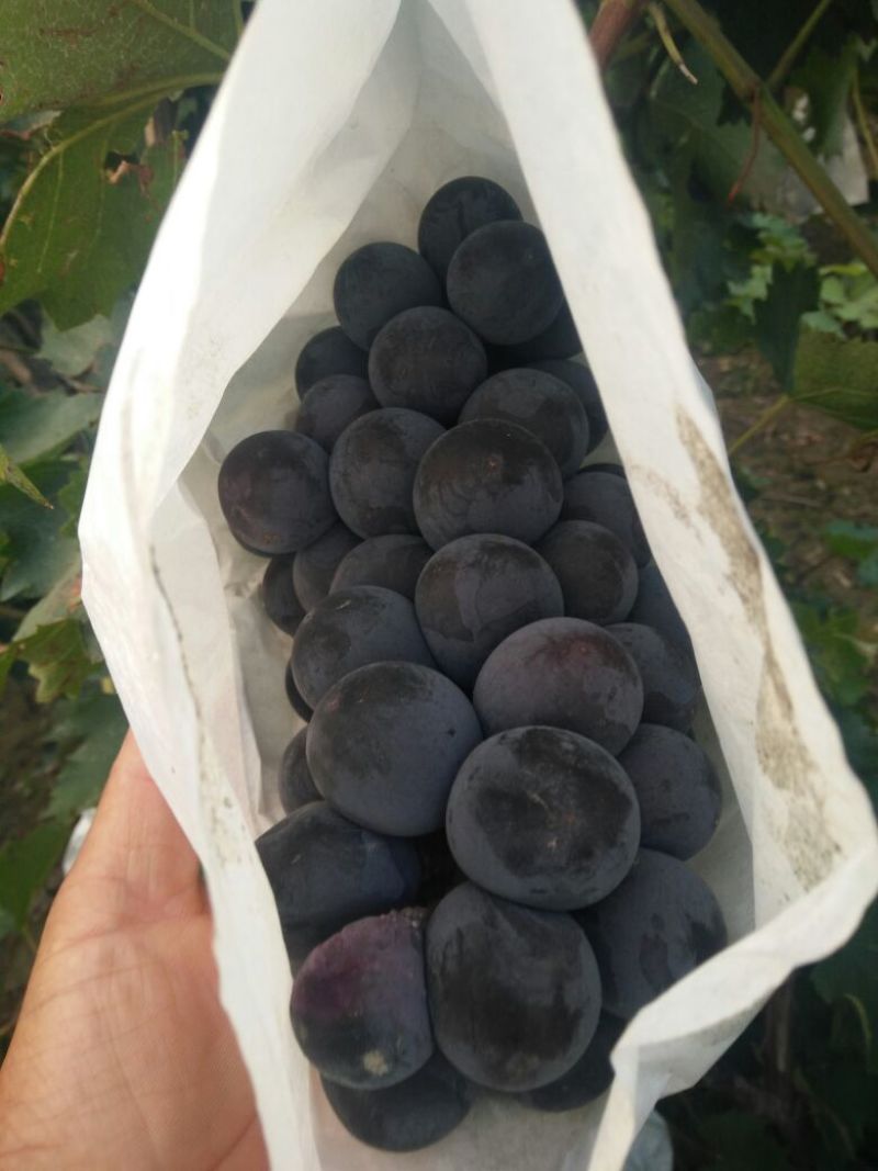 河北保定清苑鼎好京亚葡萄