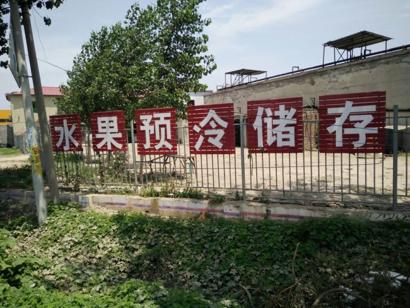 河北保定清苑鼎好京亚葡萄