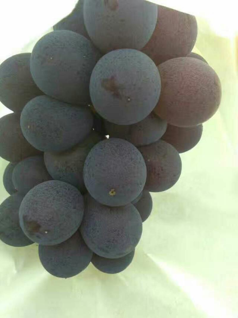 夏黑葡萄1.5~2斤5%以下