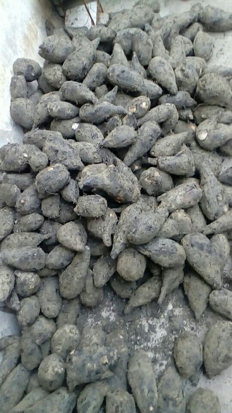 入地老鼠，新鲜茉莉根大货