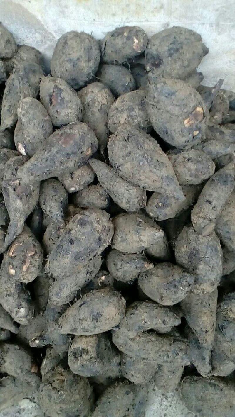 入地老鼠，新鲜茉莉根大货