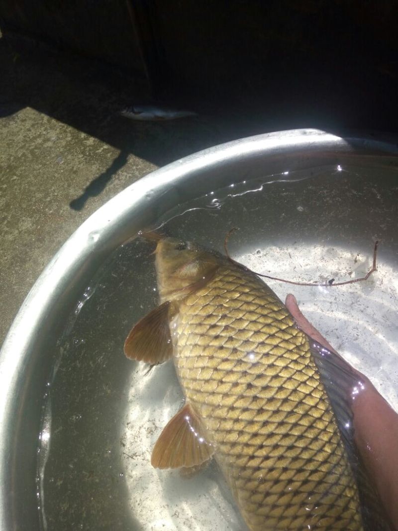 河鲤鱼1~2公斤食用