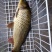 河鲤鱼1~2公斤食用