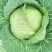 圆包菜通货1~2公斤