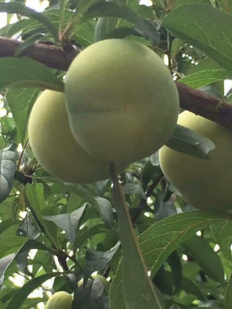 蜂糖李子苗50~100cm，该品种脆甜离核，成熟早