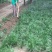 麦冬草，绿化苗木地草坪，货源充足，欢迎实地考察选购