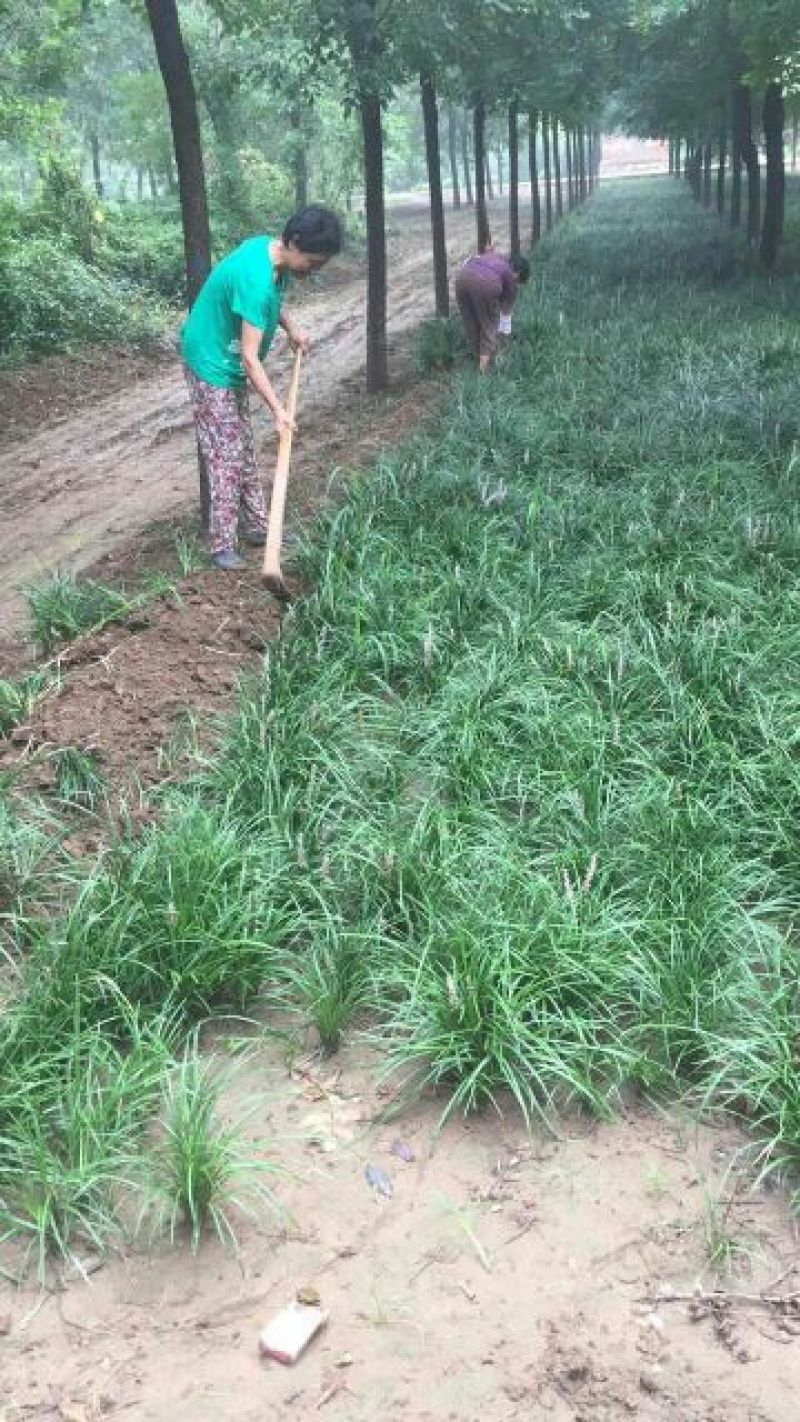 麦冬草，绿化苗木地草坪，货源充足，欢迎实地考察选购