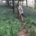 麦冬草，绿化苗木地草坪，货源充足，欢迎实地考察选购