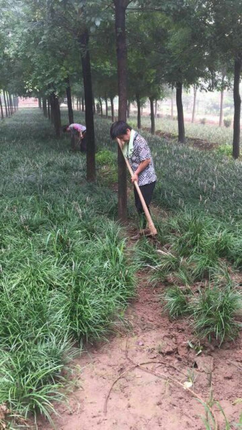 麦冬草，绿化苗木地草坪，货源充足，欢迎实地考察选购