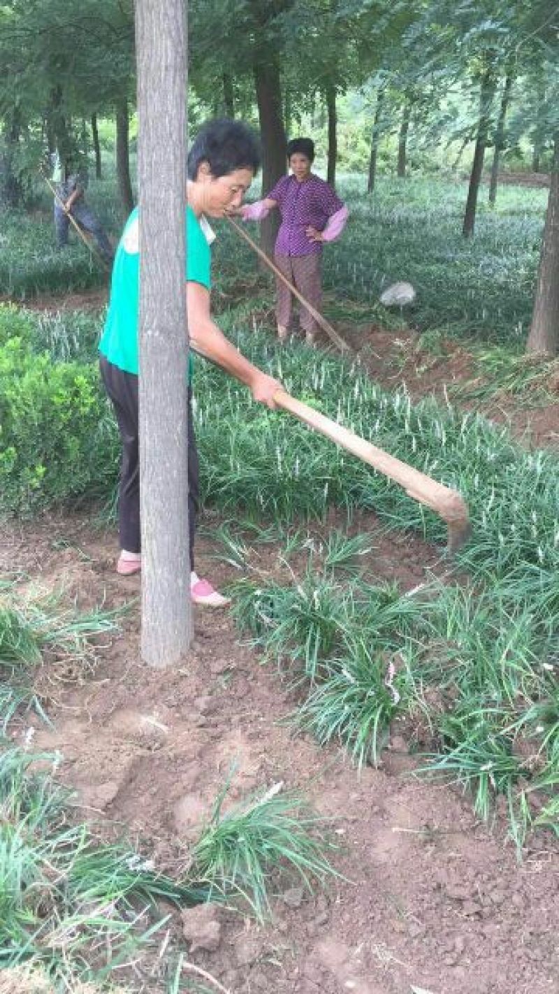 麦冬草，绿化苗木地草坪，货源充足，欢迎实地考察选购