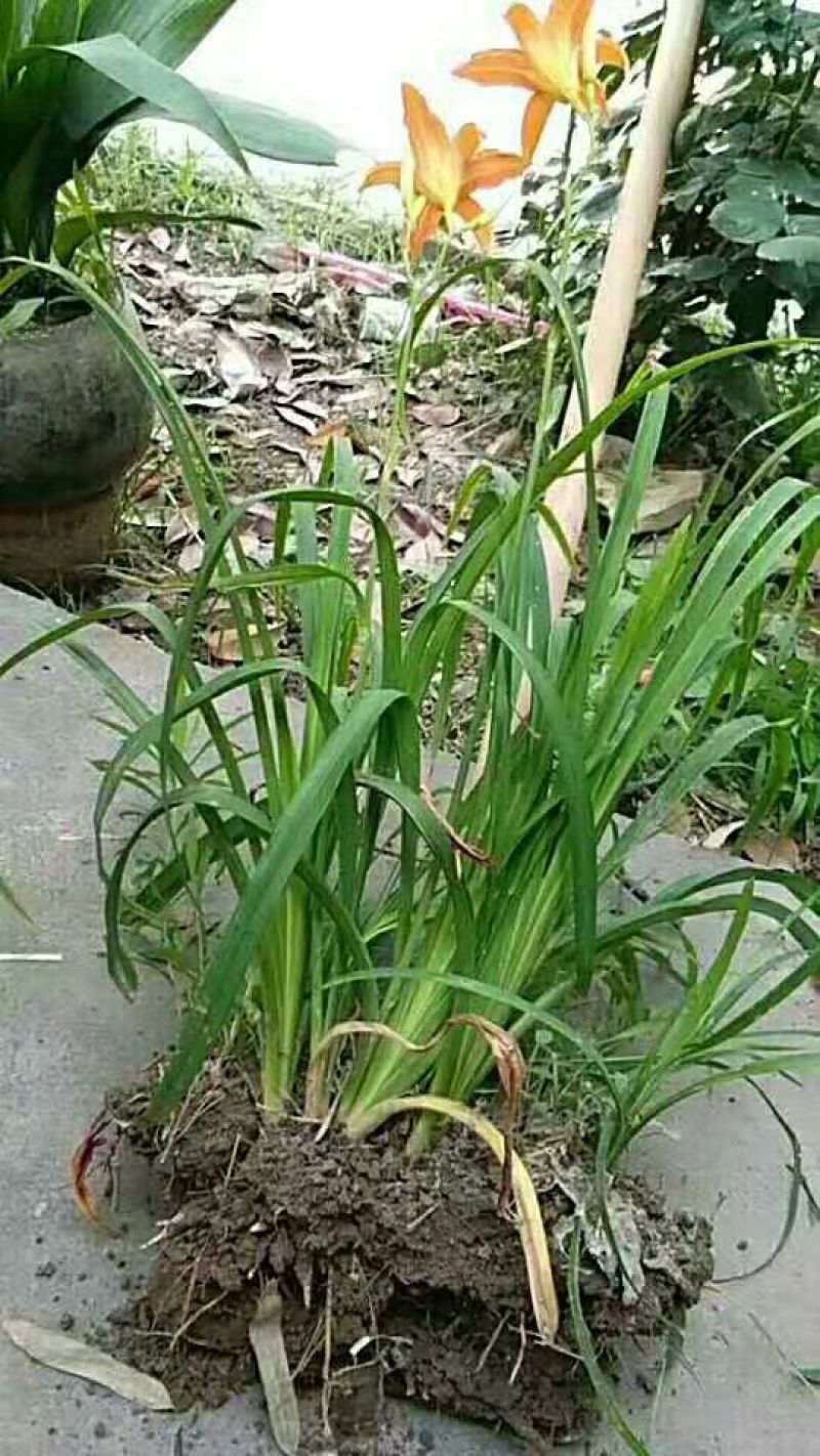 大花萱草金娃娃萱草苗青数足基地直销量大从优