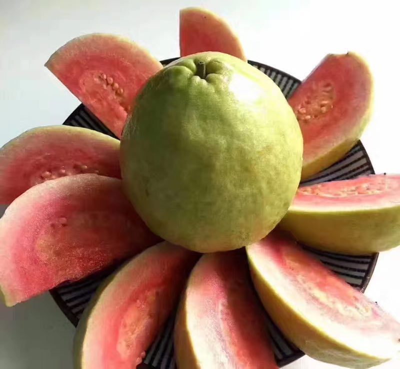 番石榴苗30~50cm，现挖现发货，保障质量
