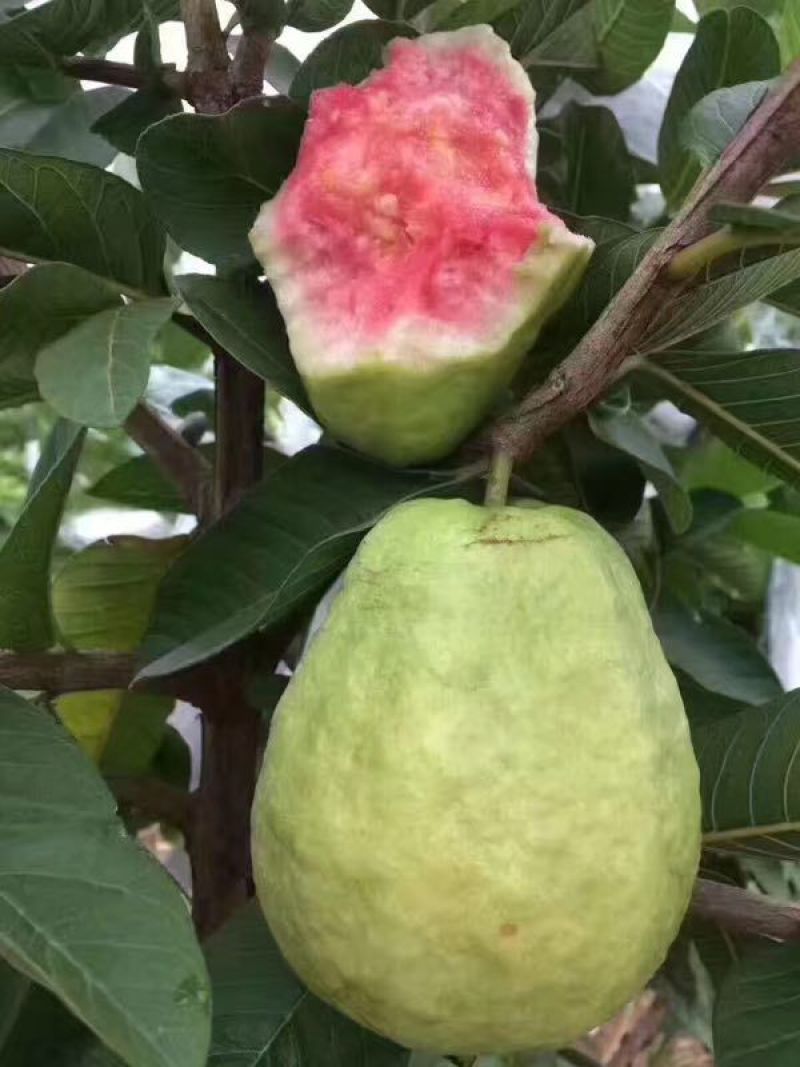 番石榴苗30~50cm，现挖现发货，保障质量