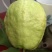 番石榴苗30~50cm，现挖现发货，保障质量