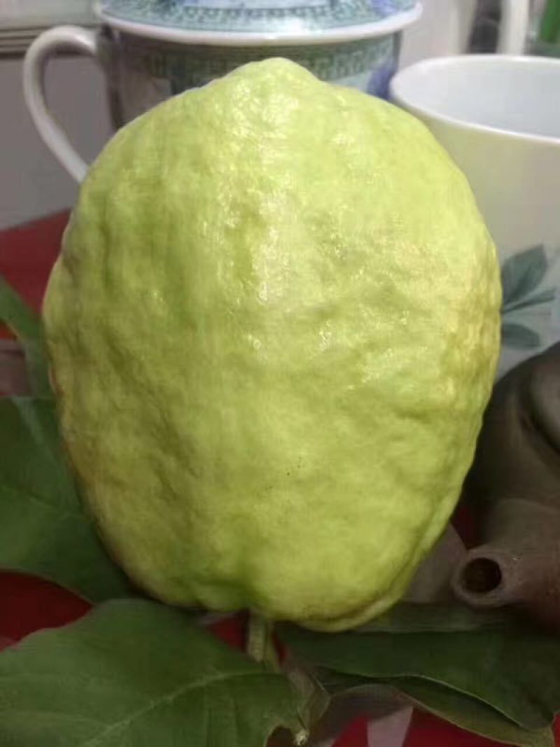 番石榴苗30~50cm，现挖现发货，保障质量