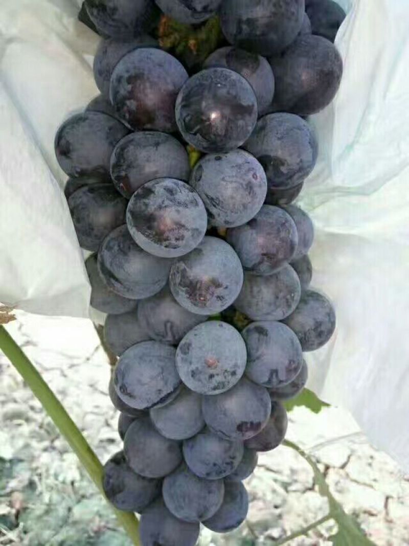 夏黑葡萄1.5~2斤5%以下，山西夏黑葡萄