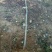 刺槐4~6cm，3-5公分刺槐价格，6-8公分刺槐，