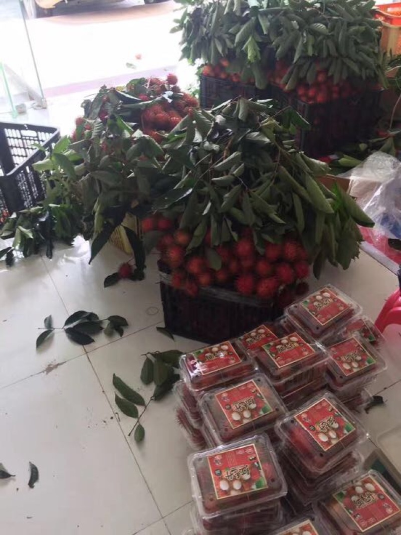 毛丹2cm以上