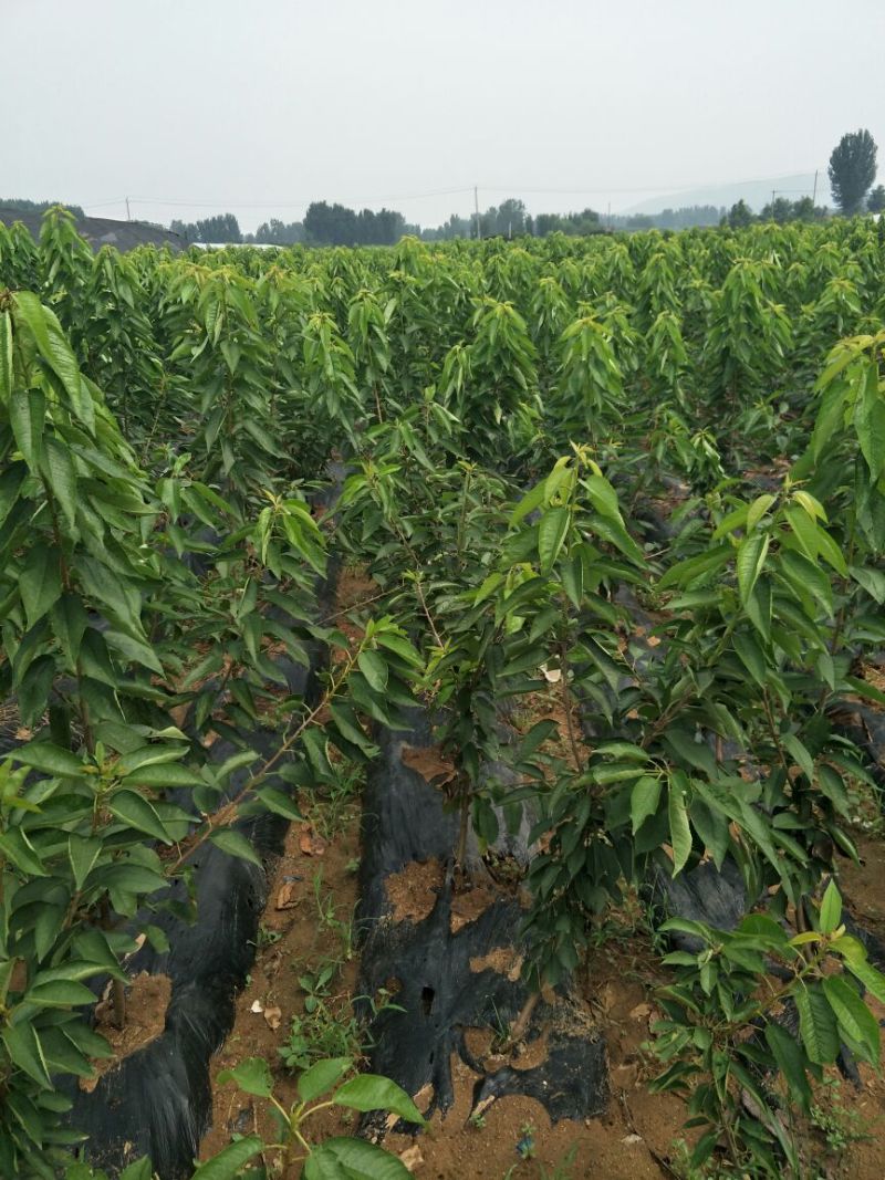 美早樱桃苗齐早樱桃苗俄罗斯8号樱桃苗品种纯