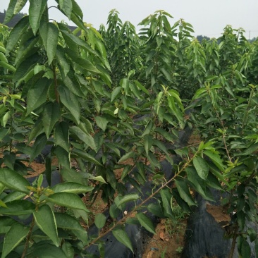 美早樱桃苗齐早樱桃苗俄罗斯8号樱桃苗品种纯
