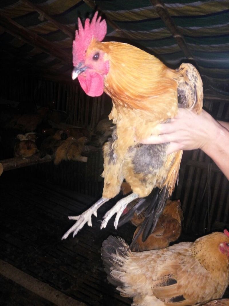 麻辣鸡