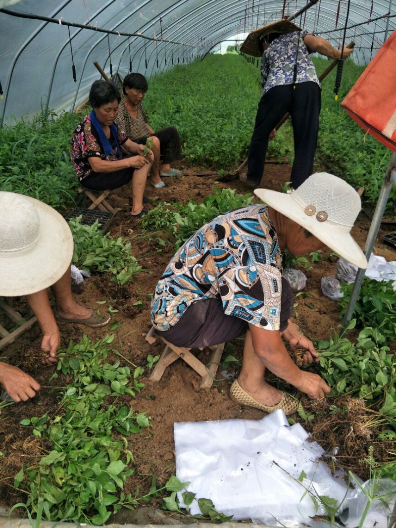 美早樱桃苗红灯樱桃苗萨米脱等大青叶占木樱占王