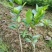 香水柠檬树苗50~80cm