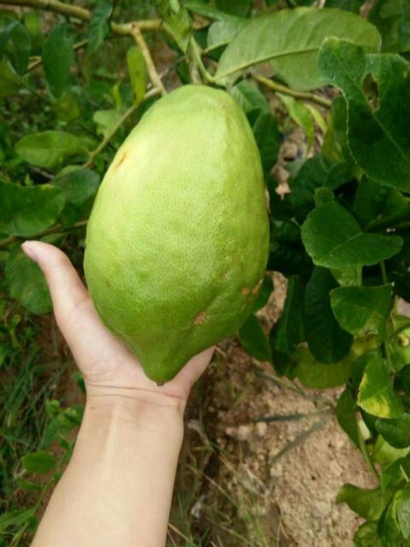 香水柠檬树苗50~80cm