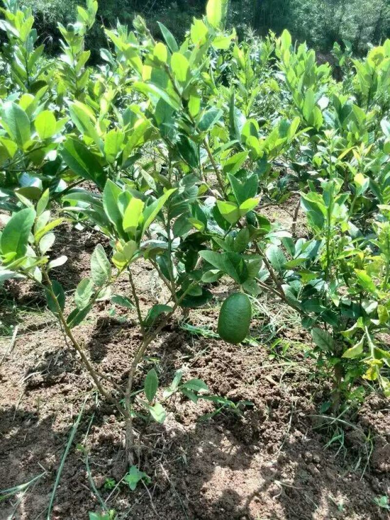 香水柠檬树苗50~80cm