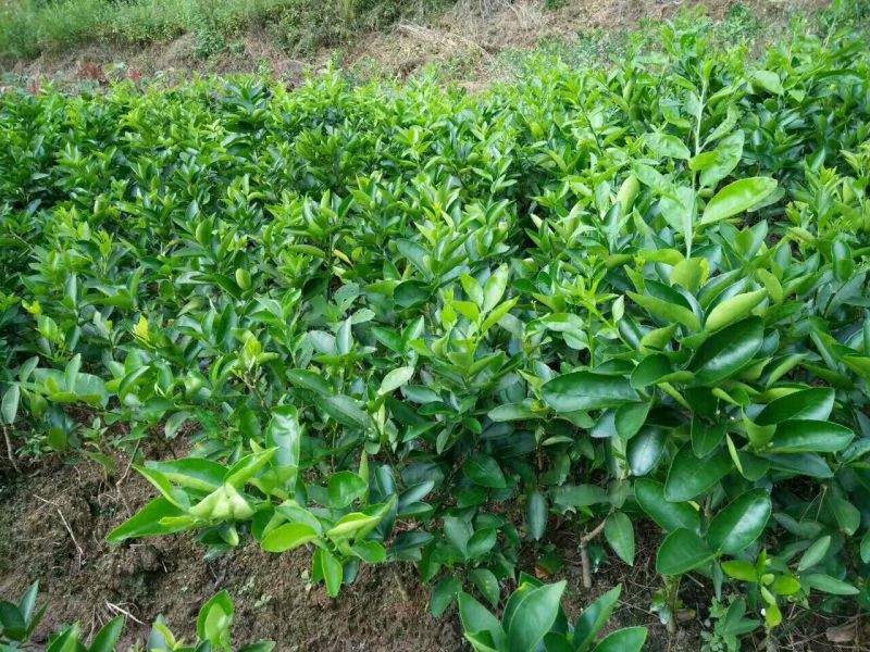 香水柠檬树苗50~80cm