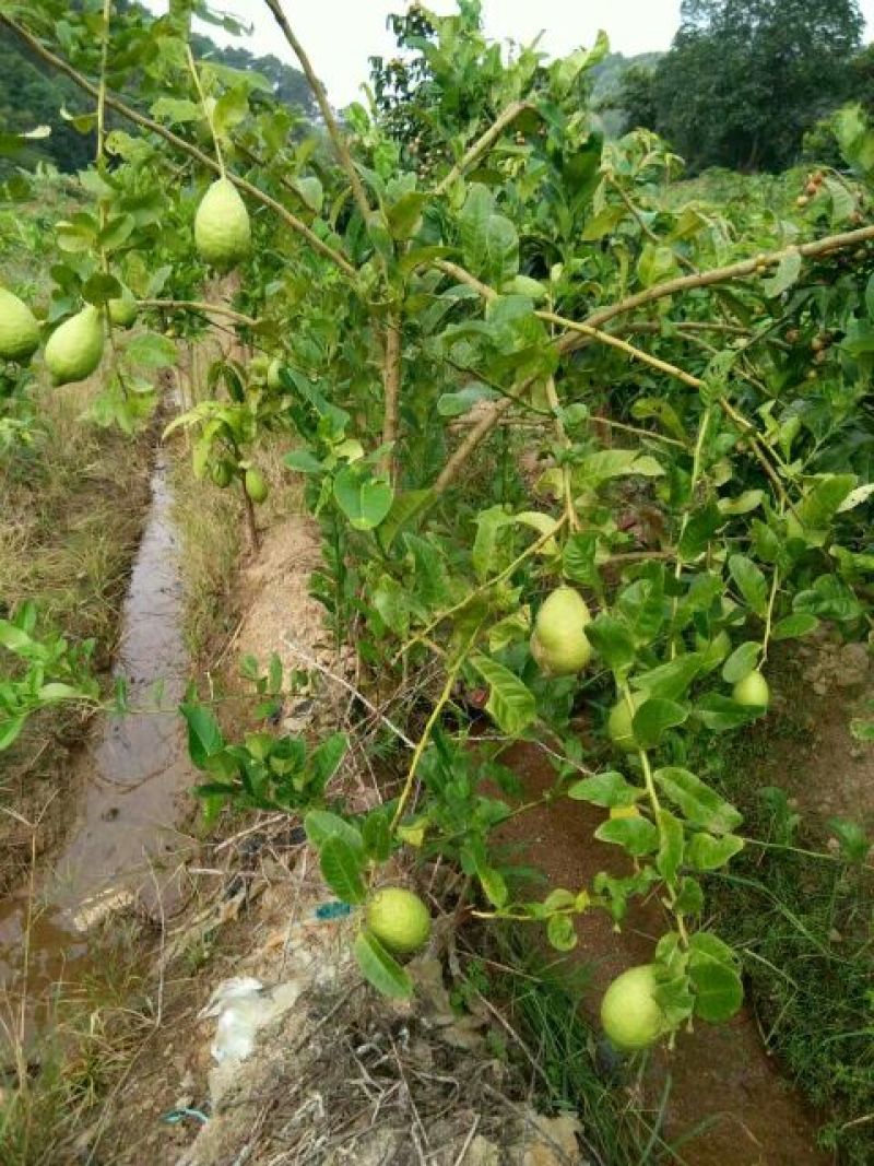 香水柠檬树苗50~80cm