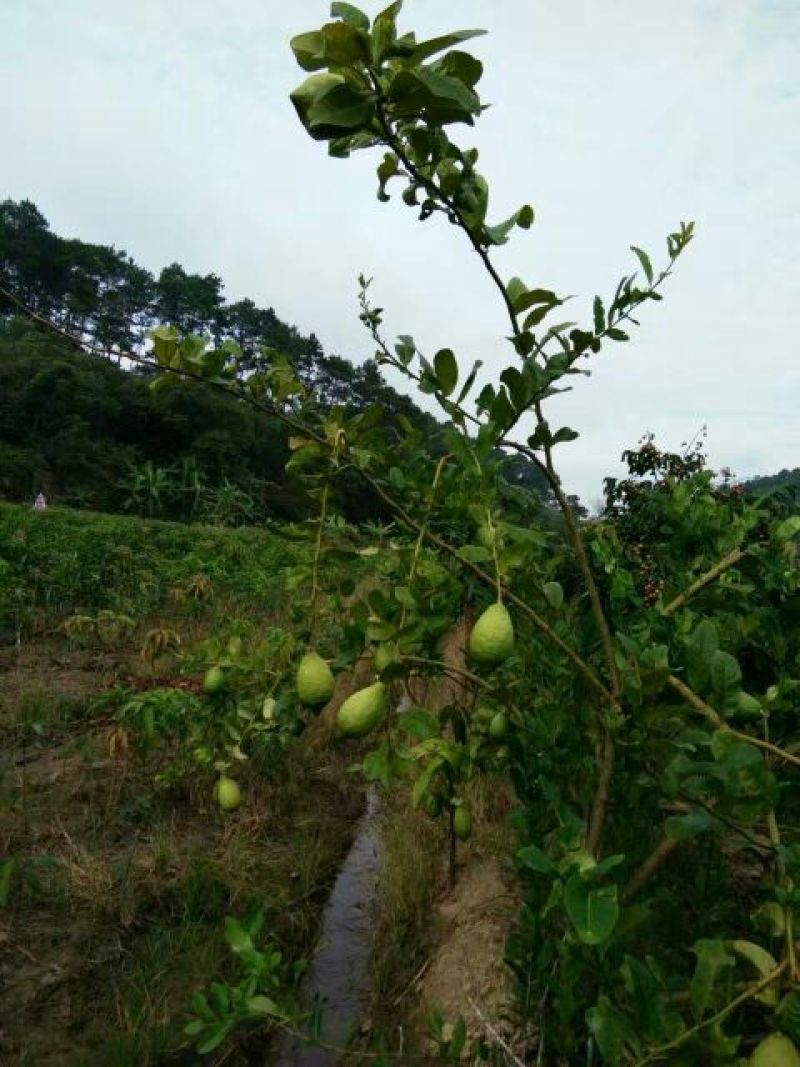 香水柠檬树苗50~80cm