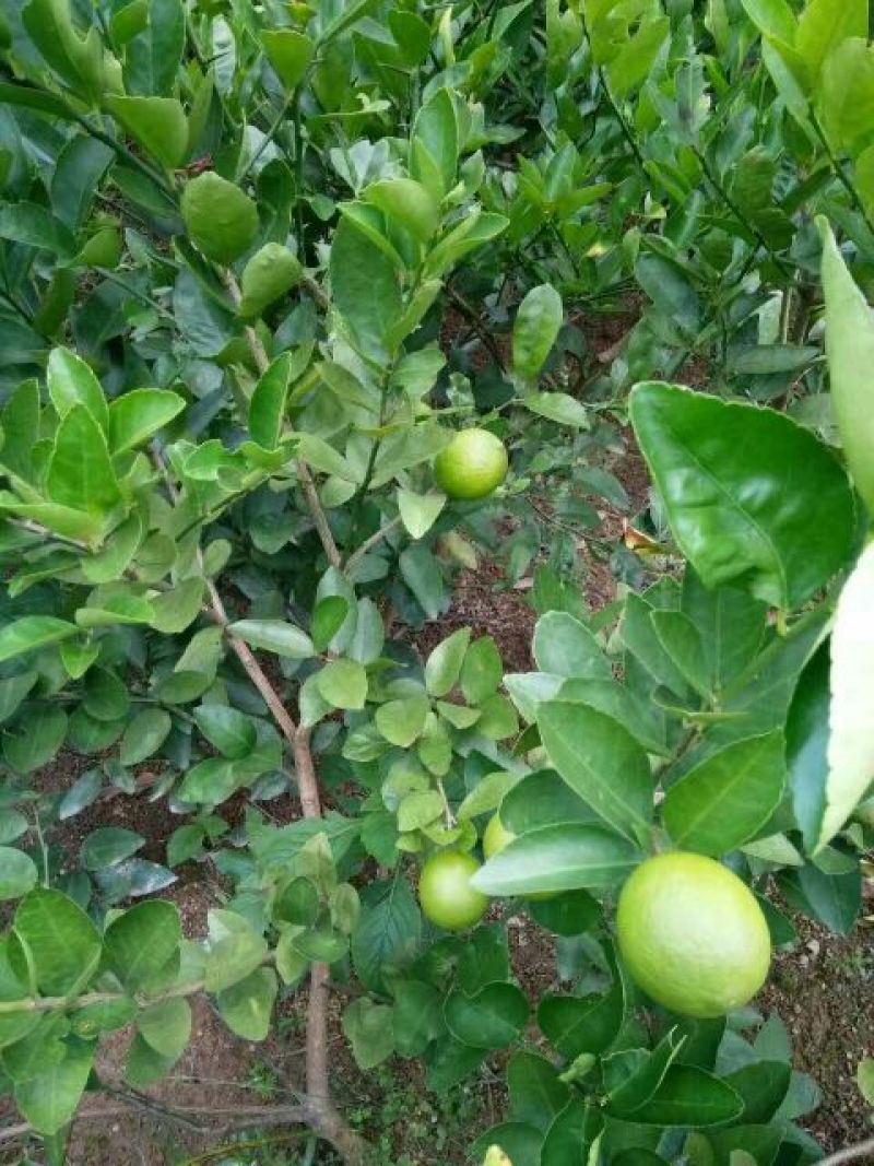 香水柠檬树苗50~80cm