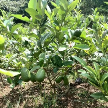 香水柠檬树苗50~80cm