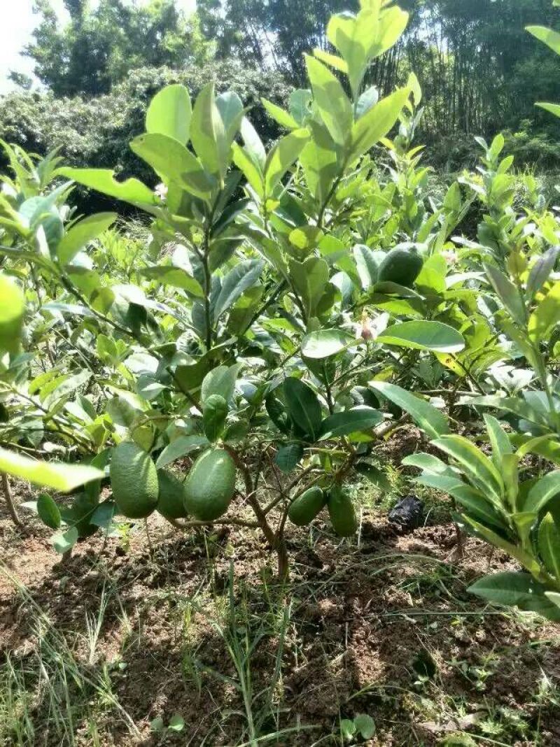 香水柠檬树苗50~80cm