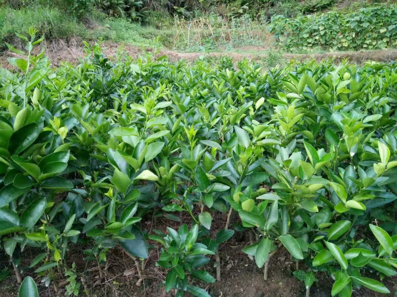 香水柠檬树苗50~80cm