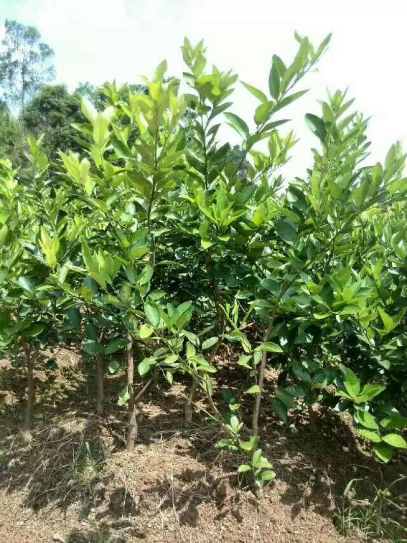 香水柠檬树苗50~80cm