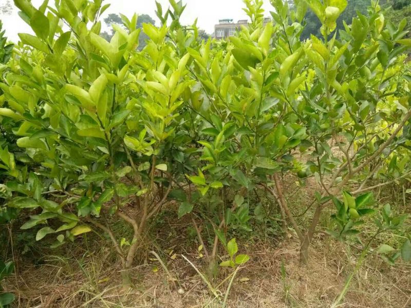 香水柠檬树苗50~80cm