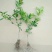 香水柠檬树苗50~80cm