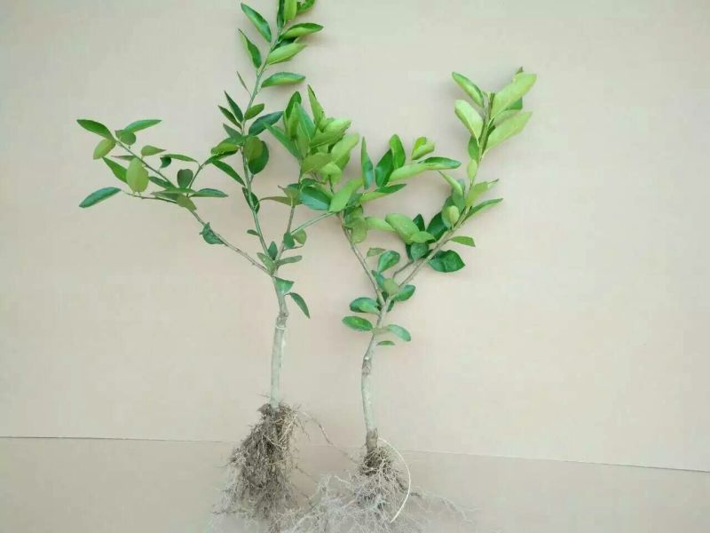 香水柠檬树苗50~80cm