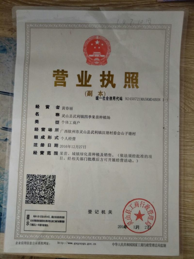 香水柠檬树苗50~80cm