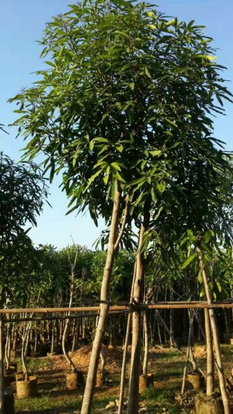 广西扁桃树苗风景树绿化苗