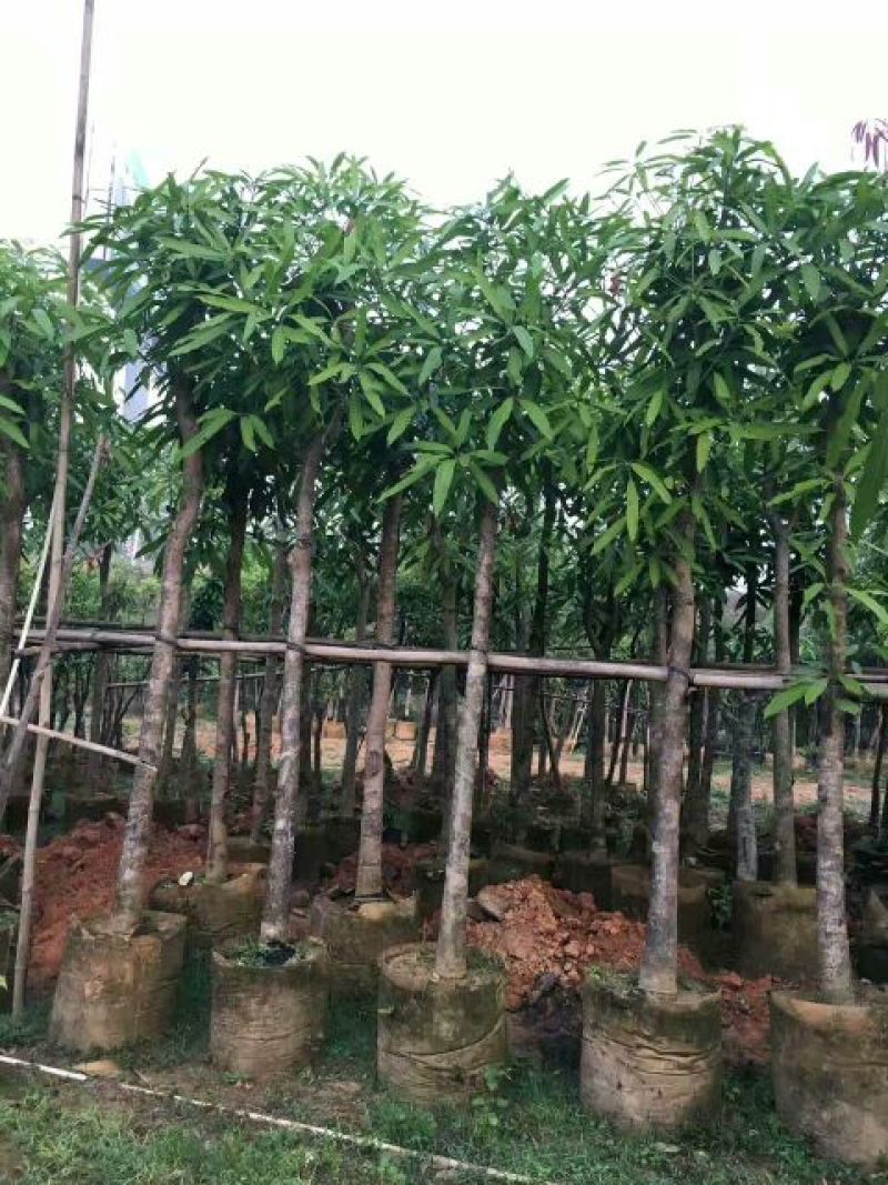 广西扁桃树苗风景树绿化苗