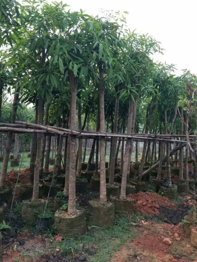 广西扁桃树苗风景树绿化苗