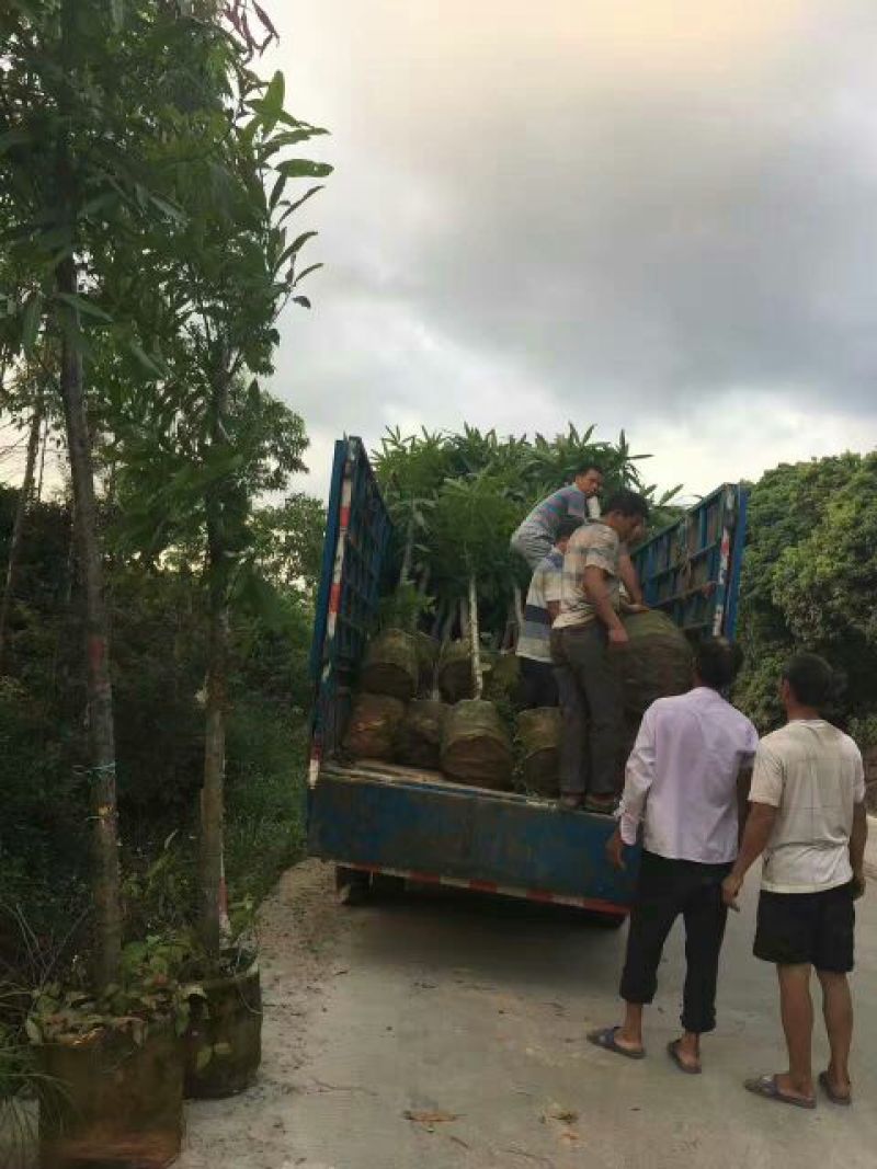 广西扁桃树苗风景树绿化苗
