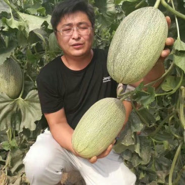 长香玉哈密瓜3斤以上长形