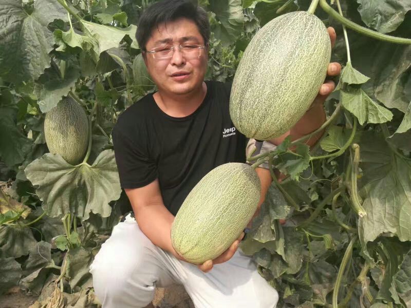 长香玉哈密瓜3斤以上长形