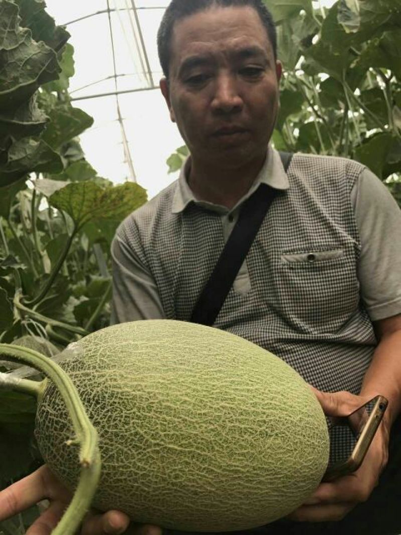 长香玉哈密瓜3斤以上长形