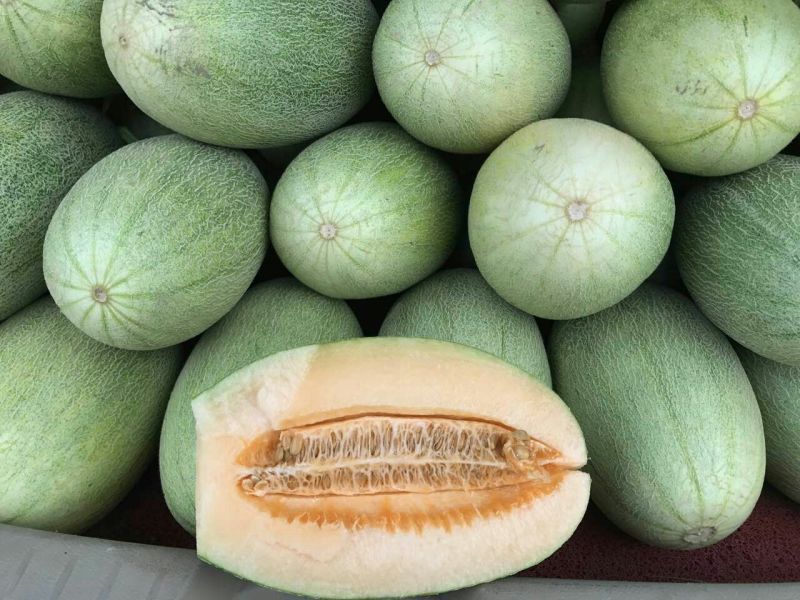 长香玉哈密瓜3斤以上长形